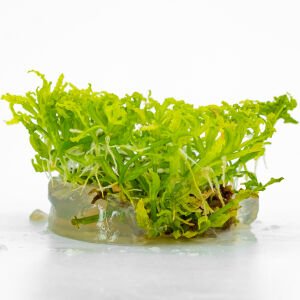 Pogostemon helferi IN VITRO CUP