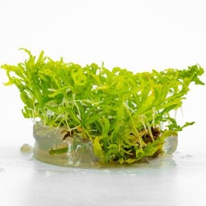 Pogostemon helferi IN VITRO