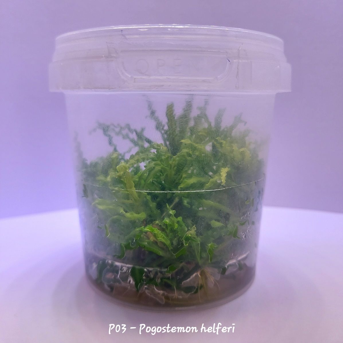 Pogostemon helferi IN VITRO CUP