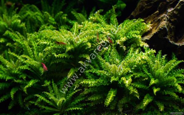 Pogostemon helferi IN VITRO CUP