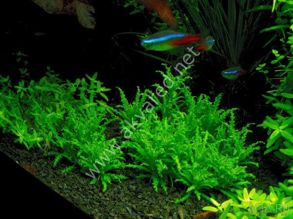 Pogostemon helferi IN VITRO CUP