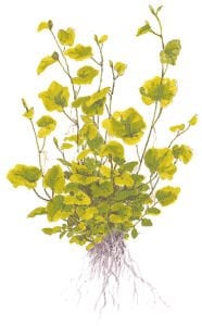 Tropica - Cardamine lyrata SAKSI