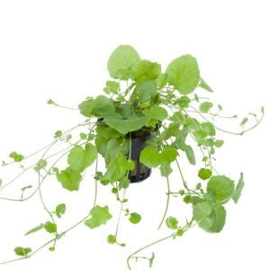 Tropica - Cardamine lyrata SAKSI