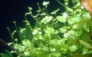 Tropica - Cardamine lyrata SAKSI