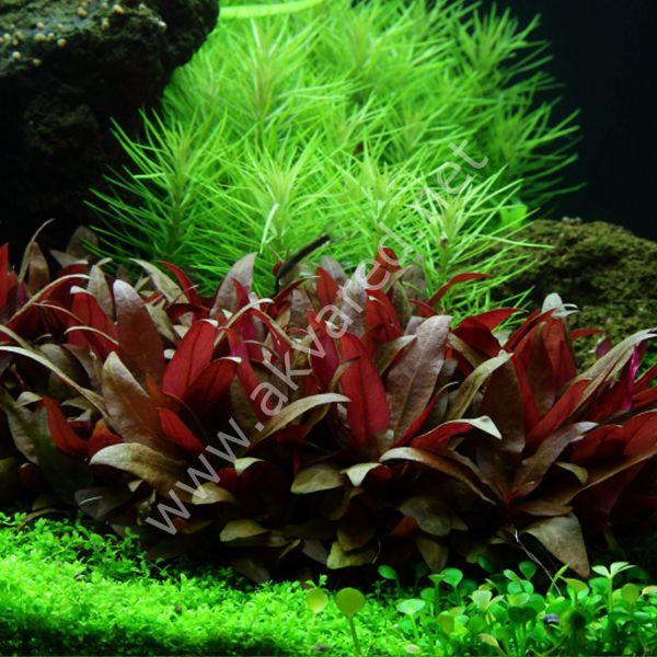Alternanthera reineckii Mini EX VITRO