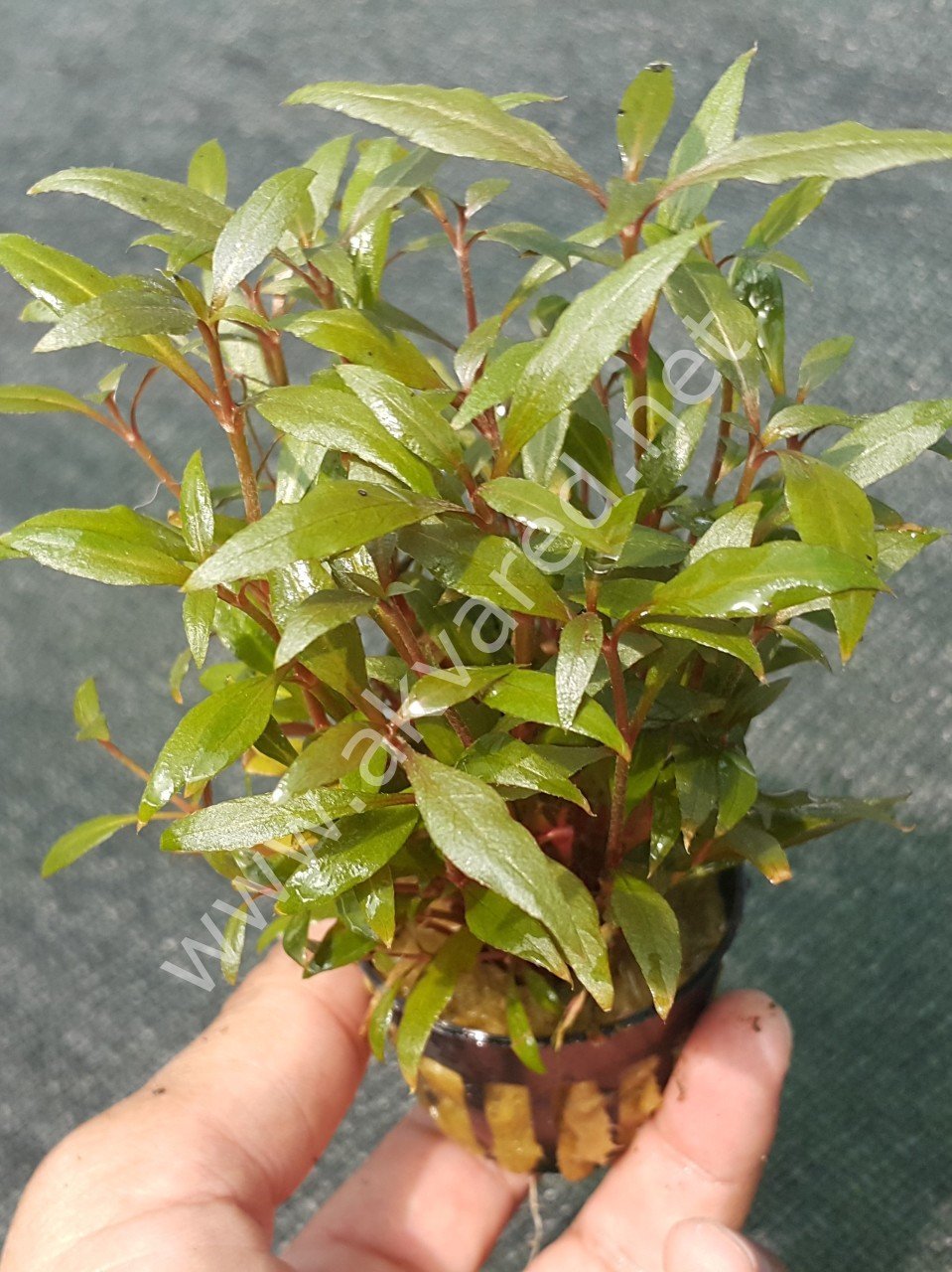 Alternanthera reineckii mini EXVITRO