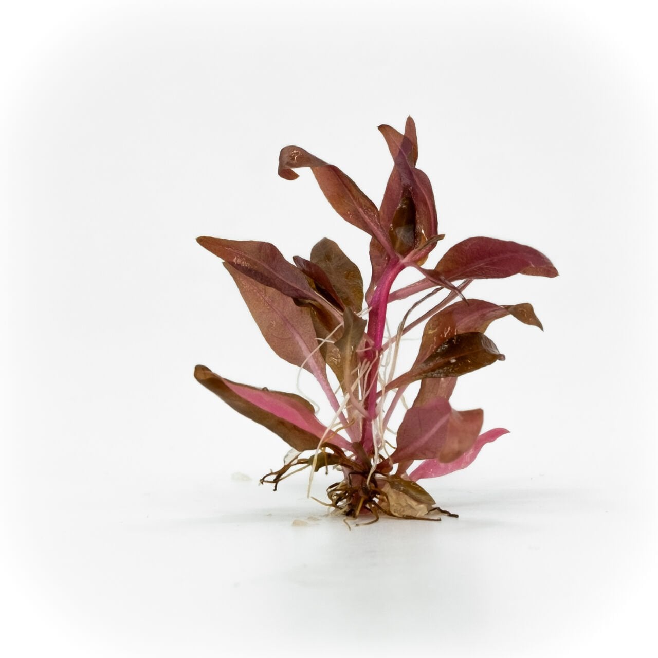 Alternanthera reineckii Mini EX VITRO