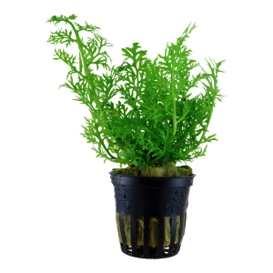 Tropica - Ceratopteris thalictroides SAKSI