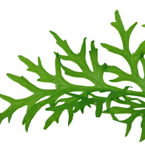Tropica - Ceratopteris thalictroides SAKSI