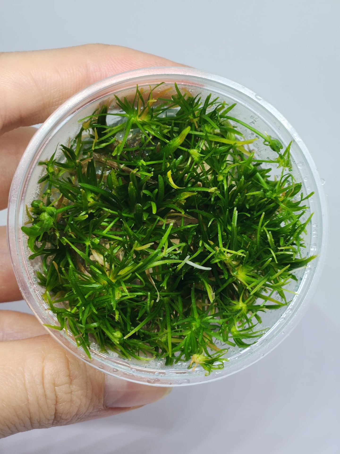 Echinodorus tenellus IN VITRO CUP