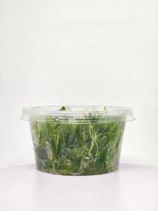 Echinodorus tenellus IN VITRO CUP
