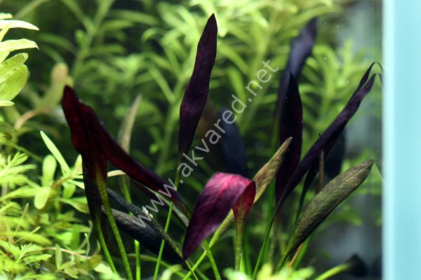 Echinodorus aflame IN VITRO CUP