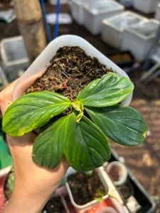 Homalomena round sumatra ADET ÖN SİPARİŞ