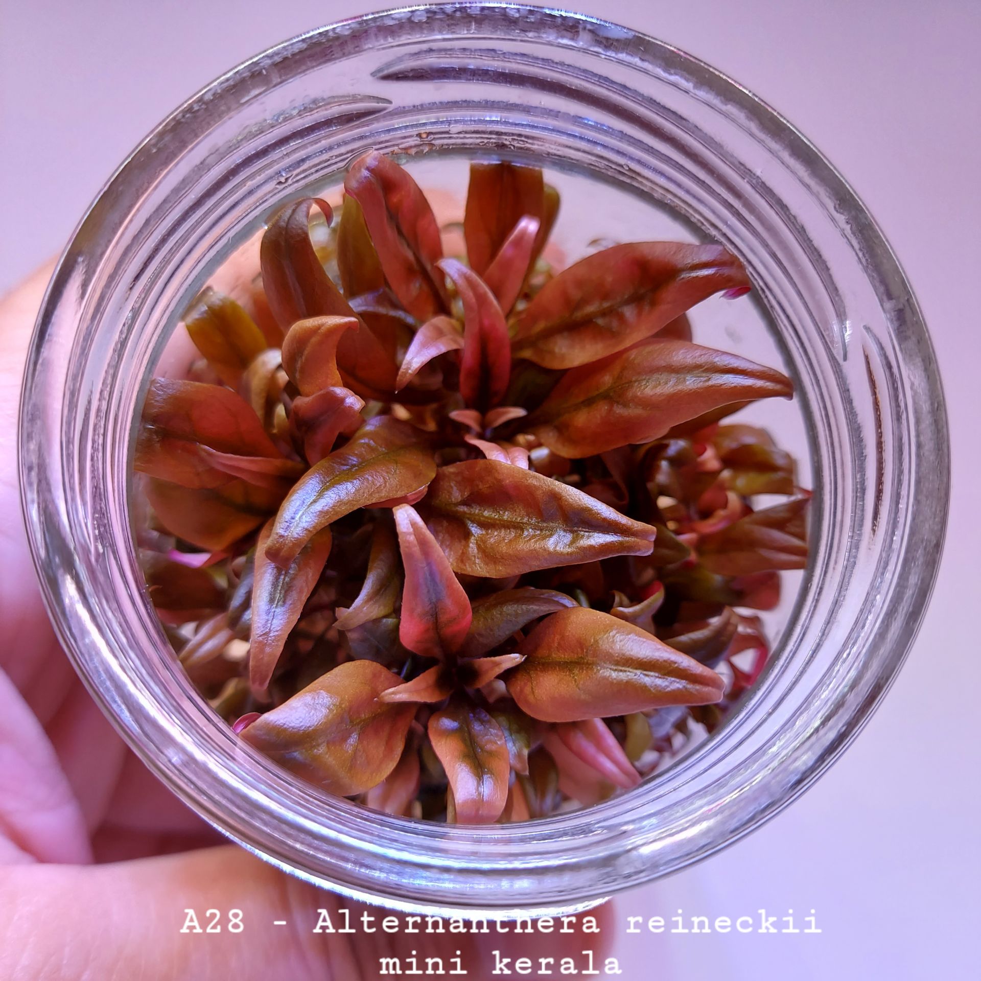 Alternanthera reineckii mini kerala IN VITRO JAR (KAVANOZ)
