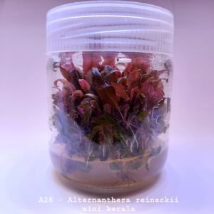 Alternanthera reineckii mini kerala IN VITRO JAR (KAVANOZ)