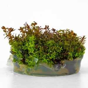 Rotala macrandra mini red IN VITRO  CUP