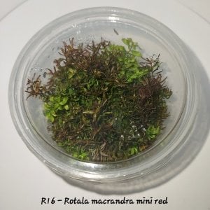 Rotala macrandra mini red IN VITRO  CUP
