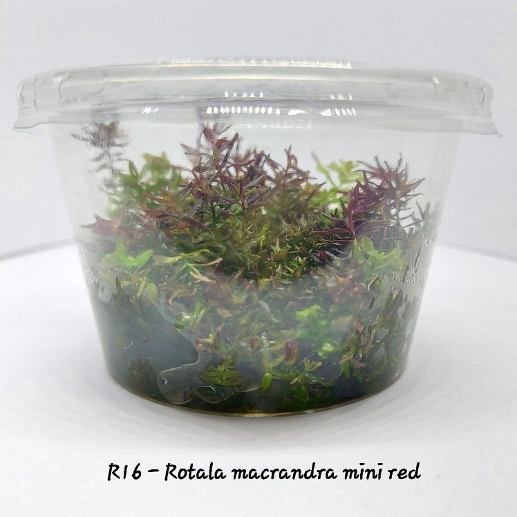 Rotala macrandra mini red IN VITRO  CUP