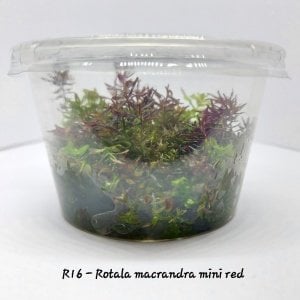Rotala macrandra mini red IN VITRO  CUP
