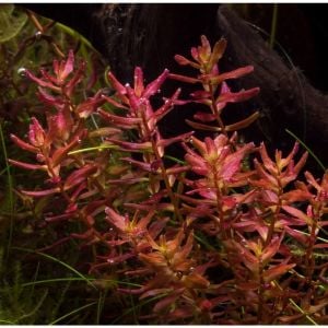Rotala macrandra mini red IN VITRO CUP