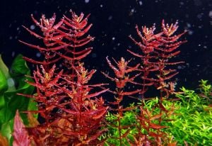 Rotala macrandra mini red IN VITRO CUP