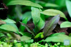 Cryptocoryne wendtii brown Indonesia IN VITRO CUP