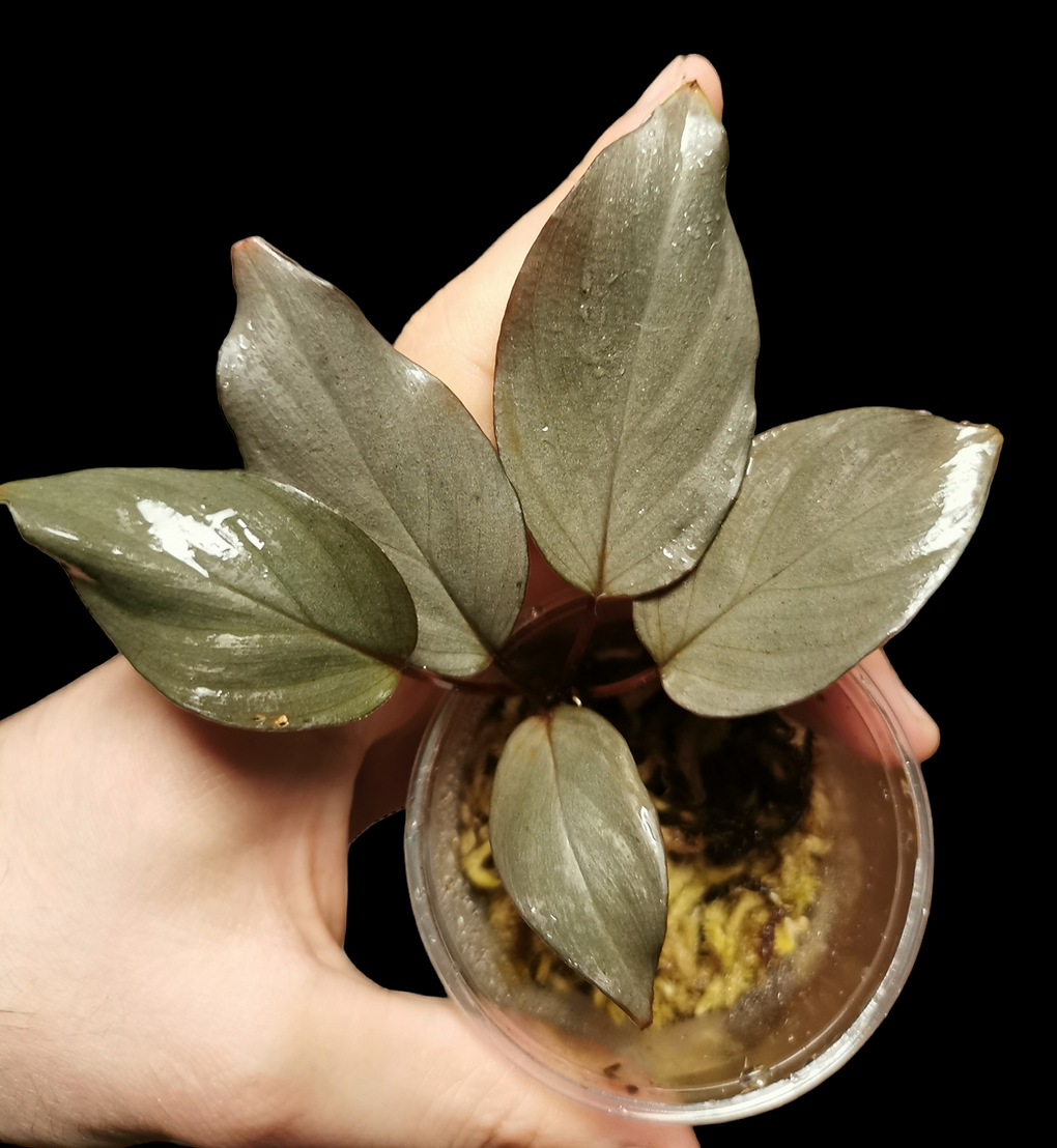 Homalomena silver sumatra ADET ÖN SİPARİŞ