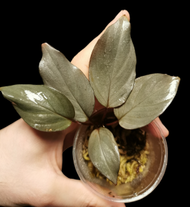 Homalomena silver sumatra ADET ÖN SİPARİŞ