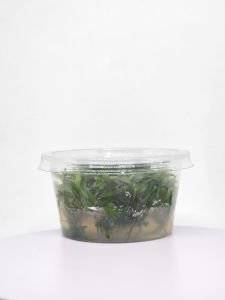 Cryptocoryne wendtii brown Indonesia IN VITRO  CUP