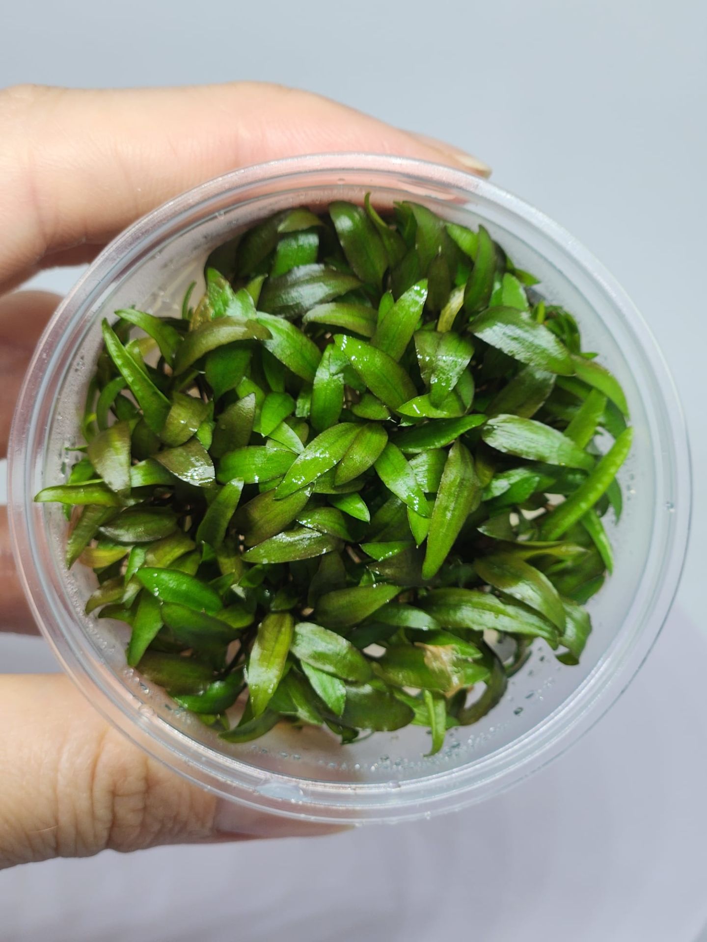 Cryptocoryne wendtii brown Indonesia IN VITRO CUP