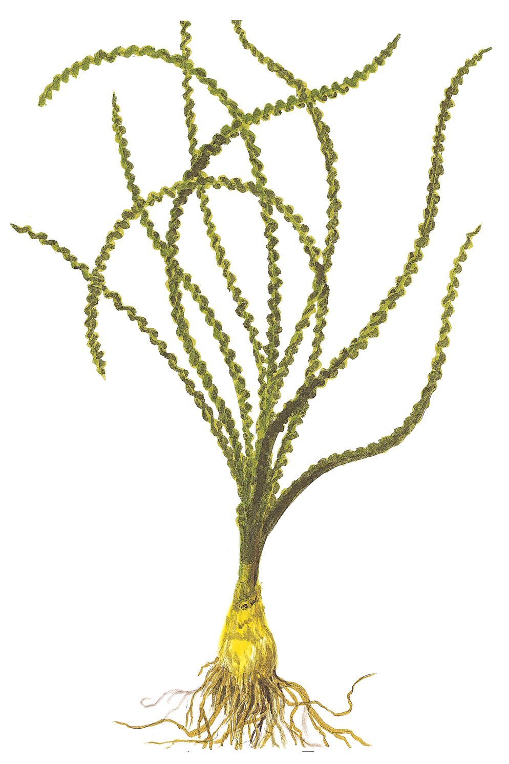 Tropica - Crinum calamistratum SAKSI