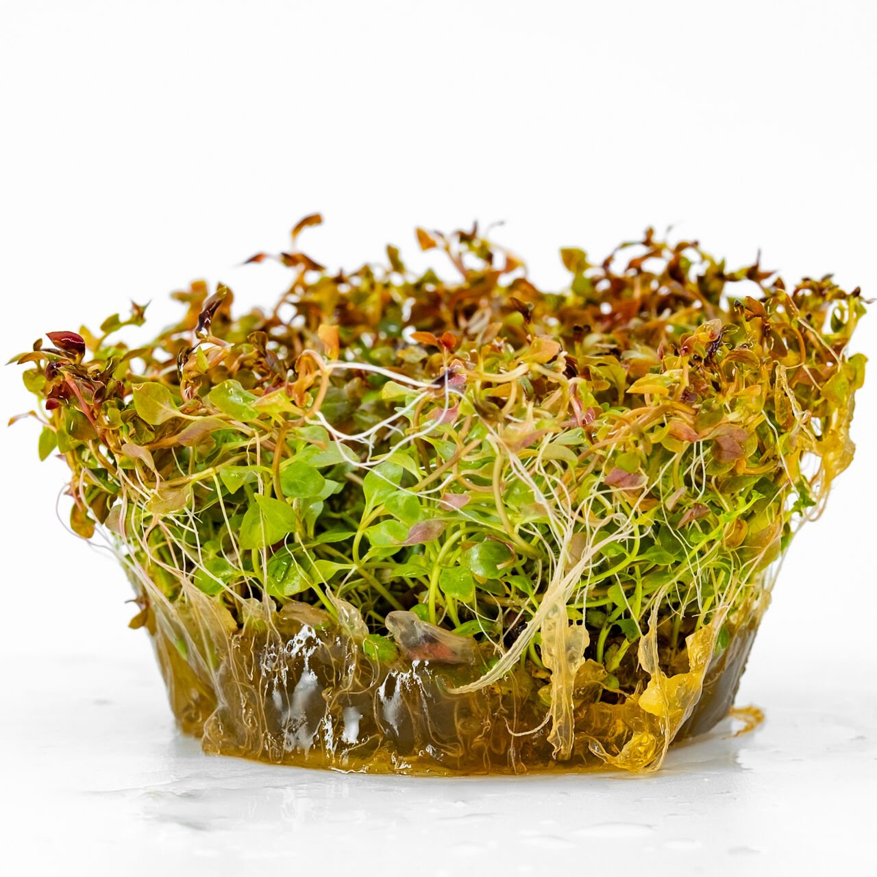 Ludwigia mini super red IN VITRO CUP