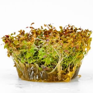 Ludwigia mini super red IN VITRO CUP