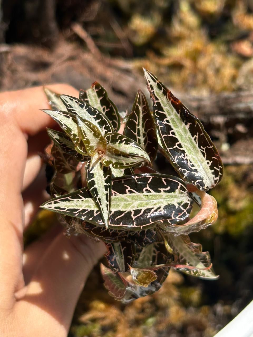 Goodyera Cf. Pusilla ADET ÖN SİPARİŞ