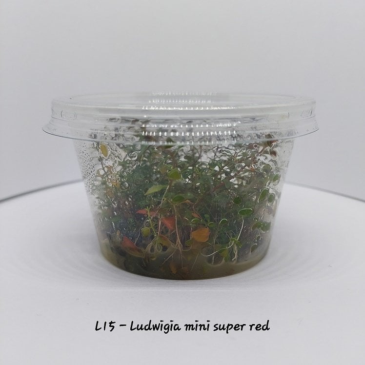 Ludwigia mini super red IN VITRO CUP