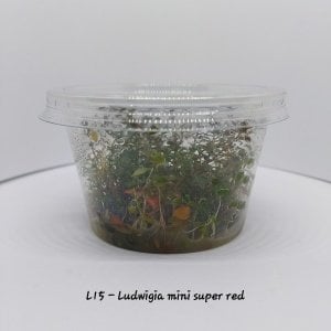 Ludwigia mini super red IN VITRO CUP