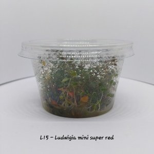 Ludwigia mini super red IN VITRO CUP