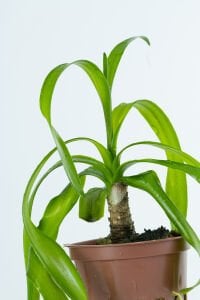 Tropica - Crinum thaianum SAKSI