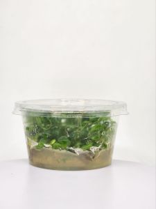 Hydrocotyle sibthorpioides IN VITRO CUP