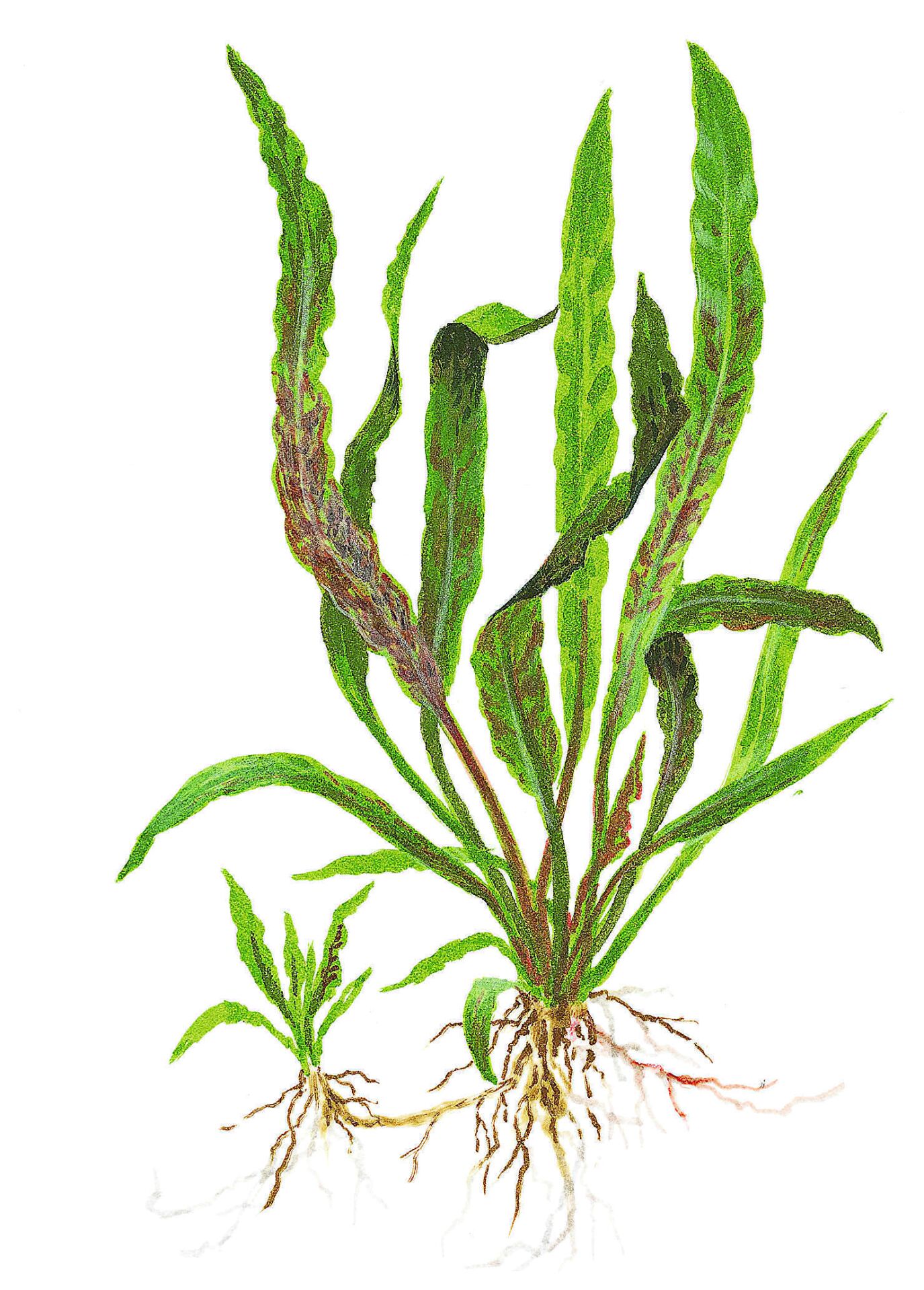 Tropica - Cryptocoryne albida Brown SAKSI