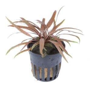 Tropica - Cryptocoryne albida 'Brown' SAKSI