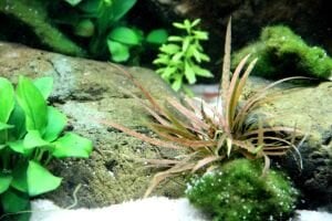 Tropica - Cryptocoryne albida 'Brown' SAKSI