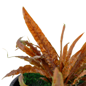 Tropica - Cryptocoryne albida 'Brown' SAKSI
