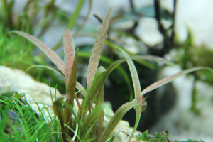 Tropica - Cryptocoryne albida 'Brown' SAKSI