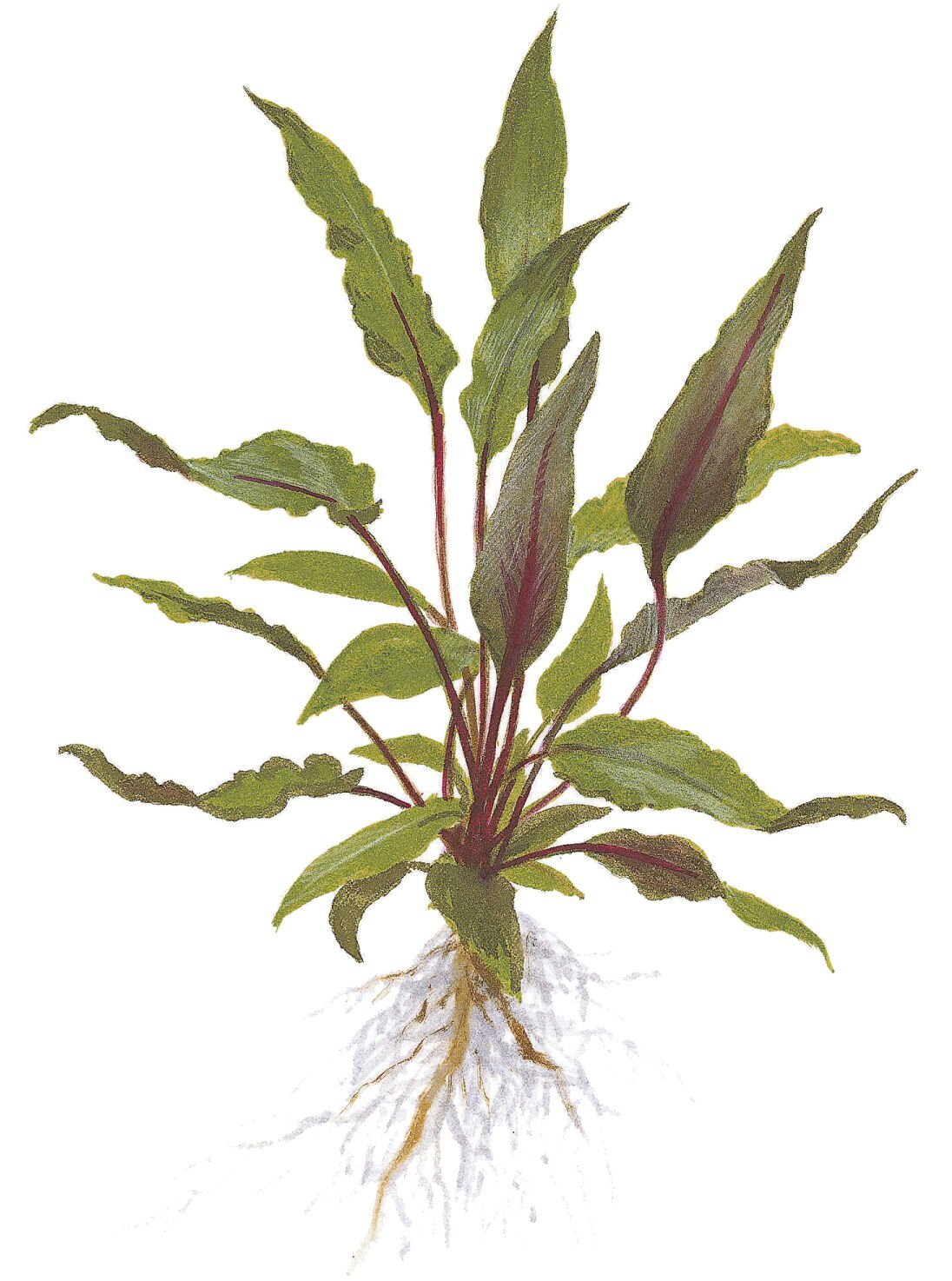 Tropica - Cryptocoryne beckettii 'Petchii' SAKSI