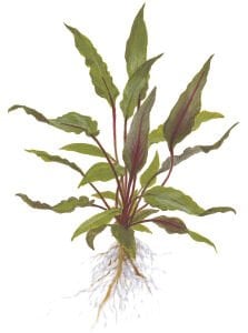 Tropica - Cryptocoryne beckettii 'Petchii' SAKSI