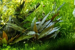 Tropica - Cryptocoryne beckettii 'Petchii' SAKSI