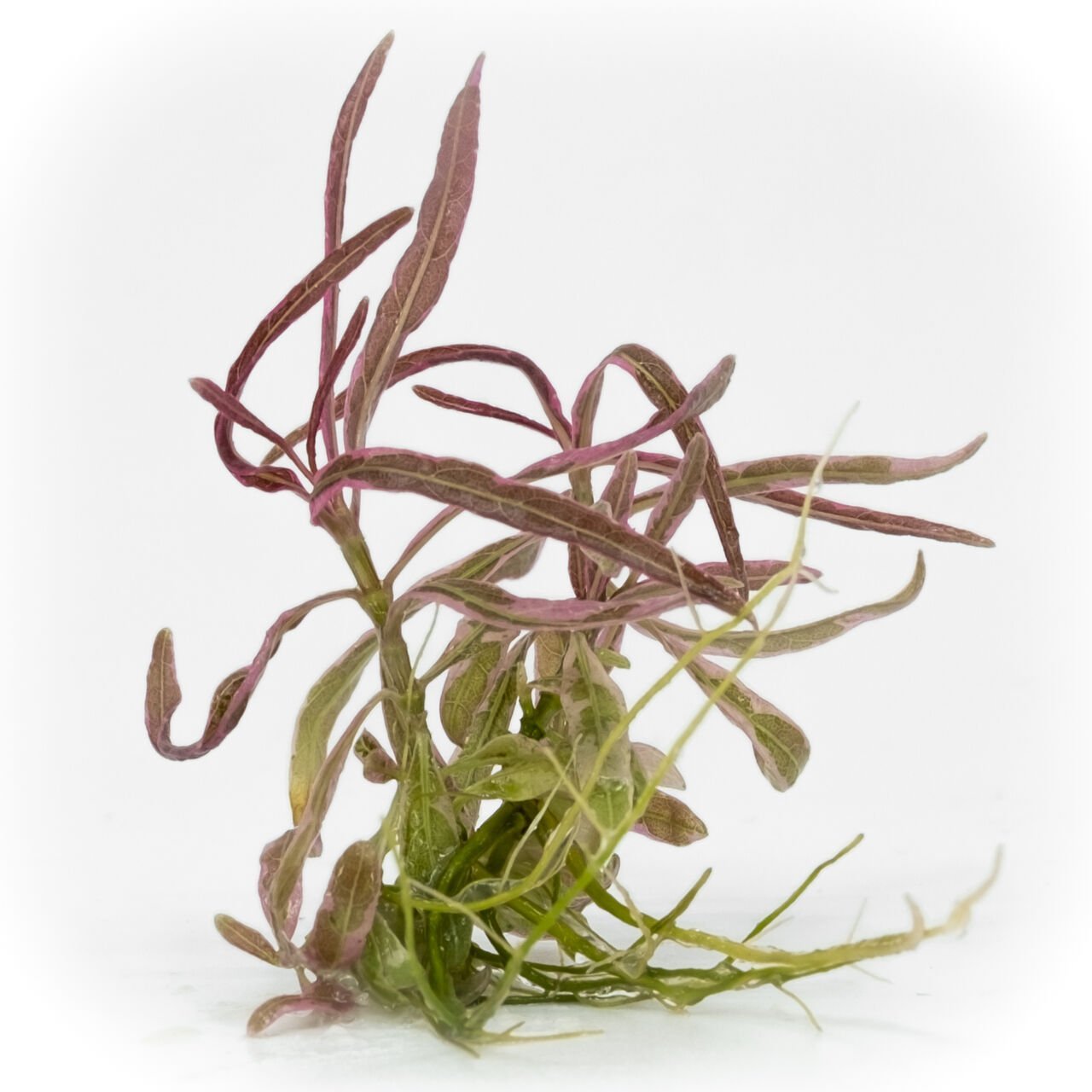 Hygrophila lancea araguaia pink lady EXVITRO