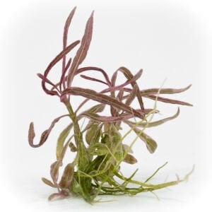 Hygrophila lancea araguaia pink lady EXVITRO