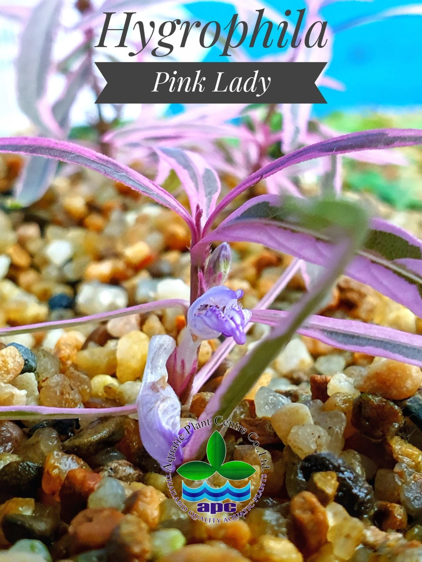 Hygrophila lancea araguaia pink lady EXVITRO